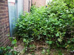 We did not find results for: How To Get Rid Of Rats From Your Yard And Prevent Them From Coming Back The Bug Master Pest Control And Disinfecting