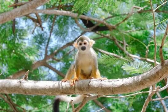 Monkey House VIP Punta Cana – 4 Species Educational Tour 2026 - BOOK NOW