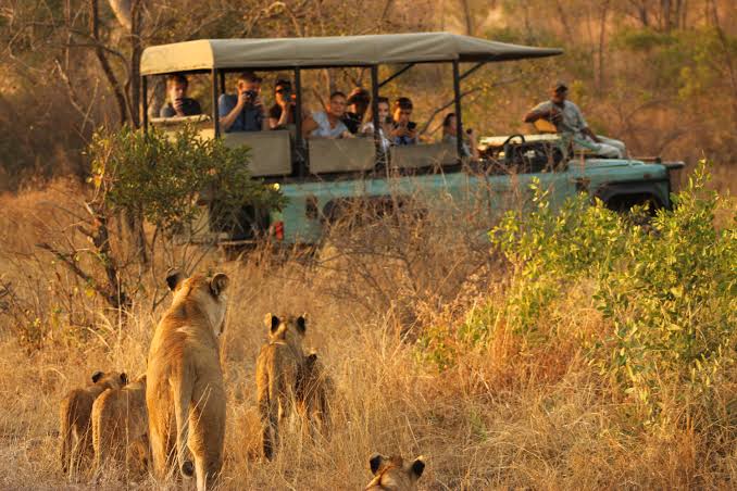 ½-Day Kruger National Park Afternoon Safari