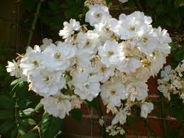 Rambling roses also grow over arches and trellises, but their canes are less rigid. Life Between The Flowers White Rambling Climbing Roses Kiftsgate Rambling Rector Bobbie James Wedding Day For Walls Trees Pergolas