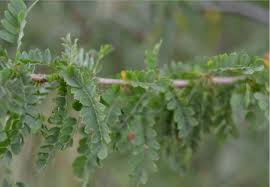 Image result for Ormocarpum