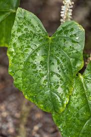 Image result for Adenia lobata