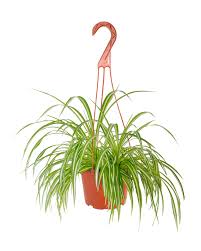 Image result for Chlorophytum
