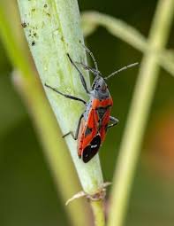 Small Milkweed Bug Focusing On Wildlife Bugs And Insects Milkweed Insects