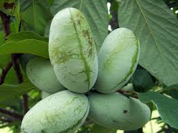 An Online Course For Pawpaws Propagate Plant Process And Manage This Incredible Fruit Like A Pro With And Get Free Paw Paw Tree Fruit Trees Garden Types