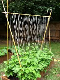 Build a fence trellis to train beans using small space. 25 Functional Diy Cucumber Trellis Ideas Vegetable Garden Trellis Diy Garden Trellis Garden Trellis