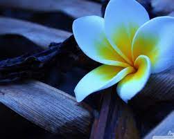 Desktop Wallpaper 1280x1024 Frangipani Flower Wallpaper X Hd Desktop Wallpaper Yellow Frangipani Flower Deskt Flower Wallpaper Frangipani Laptop Wallpaper