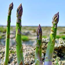Check spelling or type a new query. Asparagus Millennium Asparagus Plants For Sale Uk