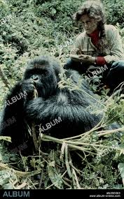 SIGOURNEY WEAVER in GORILLAS IN THE MIST: THE STORY OF DIAN FOSSEY, 1988,  directed by MICHAEL APTED. Copyright WARNER BROTHERS. - Album alb350463