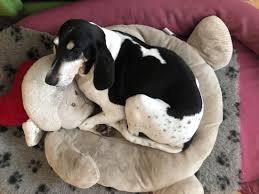 Image result for jurský honič