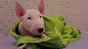 Find bull terrier dogs and puppies from oklahoma breeders. Bull Terrier Puppy Armani 10 Weeks Youtube