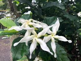 Image result for Tabernaemontana