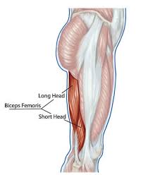 It is formed when the soleus muscle tendon joins with the gastrocnemius tendon. Biceps Femoris The Definitive Guide Biology Dictionary