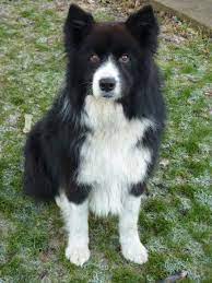 Gus 2 Year Old Male Collie Cross Samoyed Samoyed Collie I Love Dogs