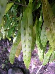 Image result for Loxogramme