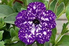 Night Sky Petunias The Deep Purple Blue Single Flowers Are Unpredictably Speckled In Large And Small White Spots S Petunias Blue Flowers Garden Petunia Flower