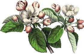 10 Pink Botanical Clip Art Vintage Flowers Updated Vintage Botanical Prints Apple Blossom Tattoos Botanical Drawings