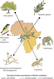 Image result for Viscum shirense