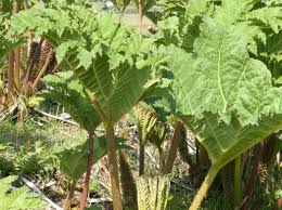 Image result for Gunnera
