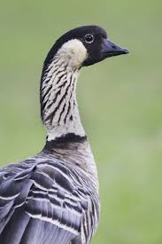 Wild nenes are found on several of the islands, including kauai, maui and the big island of hawaii. Nene Aquatic Birds Rare Birds State Birds