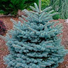 Tall, 5 to 6 ft. Dwarf Blue Spruce Montgomery Picea Pungens My Garden Life
