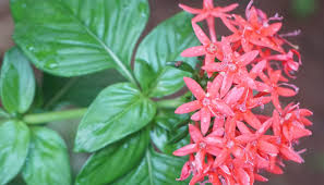 Image result for Pentas bussei