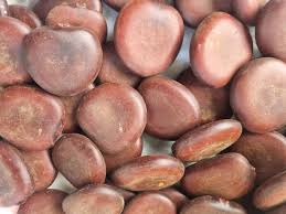 Image result for Entada arenaria