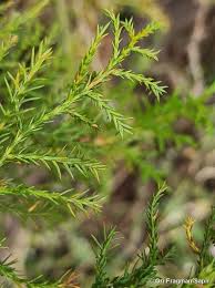 Image result for Juniperus procera