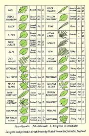 leaf identification tree leaf identification leaf