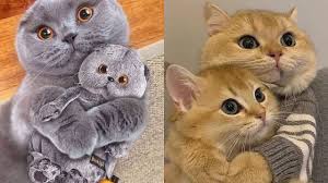 Aksi lucu kucing dan bayi bermain bersama. Kumpulan Kucing Lucu Dan Gemesin Video Tik Tok Kucing Lucu Terbaru 2021 2 Youtube