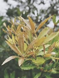 Image result for Cunonia capensis