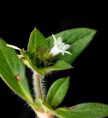 Image result for Richardia scabra