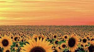 The best n64 games, best sega game gear games, and the best gamecube games to name but a few, but very few home consoles have the history stats that the mighty neo geo can boast. Slowly Like A Light Switch Aesthetic Desktop Wallpaper Sunflower Wallpaper Computer Wallpaper Desktop Wallpapers