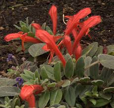 Image result for Gesneriaceae