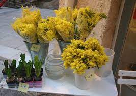 The Meaning Of The Mimosa Flower