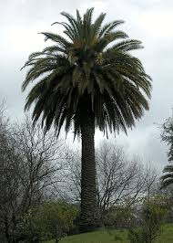 Phoenix Canariensis Palmeras Y Jardines Phoenix canariensis are very commonly planted all around portsmouth, with some large specimens planted close to the beach. phoenix canariensis palmeras y jardines