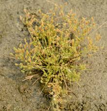 Image result for Fimbristylis squarrosa