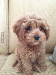 Remarkable Puppies For Sale Near Me Under 300 D Cute Baby Animals Cute Dogs Puppies