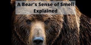 In fact, of all land mammals, the bear has the most highly developed sense of smell. A Bear S Sense Of Smell How Good Is It And Why