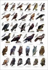 Uk Birds Of Prey Images Image Result For Birds Of Prey Birds Of Prey Uk Birds Of Prey Pet Birds