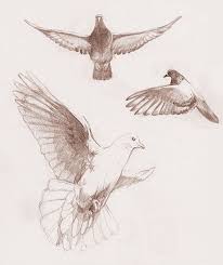 Birds drawing easy bird drawing imagesestilosedicasdadany tats in. References These Sketches Were Photoreferenced It S Still A Great Tool For Learning But The Final Piece Th Bird Drawings Realistic Dove Drawing Dove Drawing