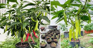 Selain fotosintesis, proses respirasi, transpirasi dan tempat penyimpanan makanan penting untuk tumbesaran daun. Tip Tanam Lada Solok Supaya Berbuah Lebat Tahan Penyakit Daun Tak Kerinting Vanilla Kismis