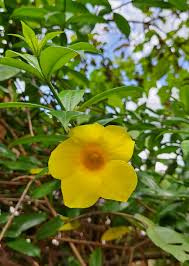 Image result for Allamanda schottii