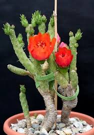 Image result for Austrocylindropuntia