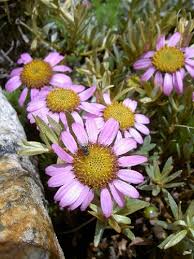 Image result for Landolphia glabra