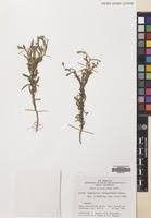 Image result for Pegolettia senegalensis