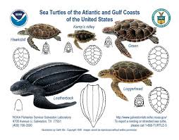 Sea Turtles Of The Jersey Shore Save Coastal Wildlife
