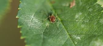 We did not find results for: Tiny Bugs In Pool What Are They And What Can I Do Abc Blog