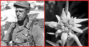 Below are 45 working coupons for from you flowers military discount from reliable websites that we have updated for users to get maximum savings. This Is The Flower That Marked A German Soldier As Being Elite We Are The Mighty