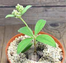 Image result for Raphionacme globosa
